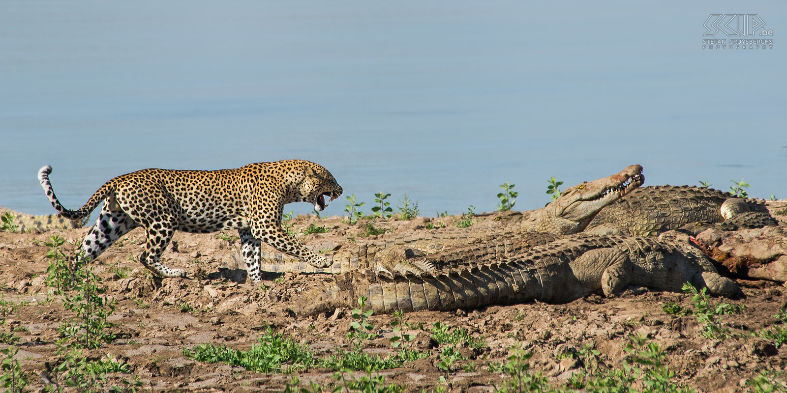 South Luangwa - Leopard and crocodiles Suddenly however a leopard comes out of the bushes. He walks towards the crocodiles but keeps a distance. Then however he dares to lay down between the large crocodiles and he is able to rip off a piece of meat. What a unique sighting! Stefan Cruysberghs